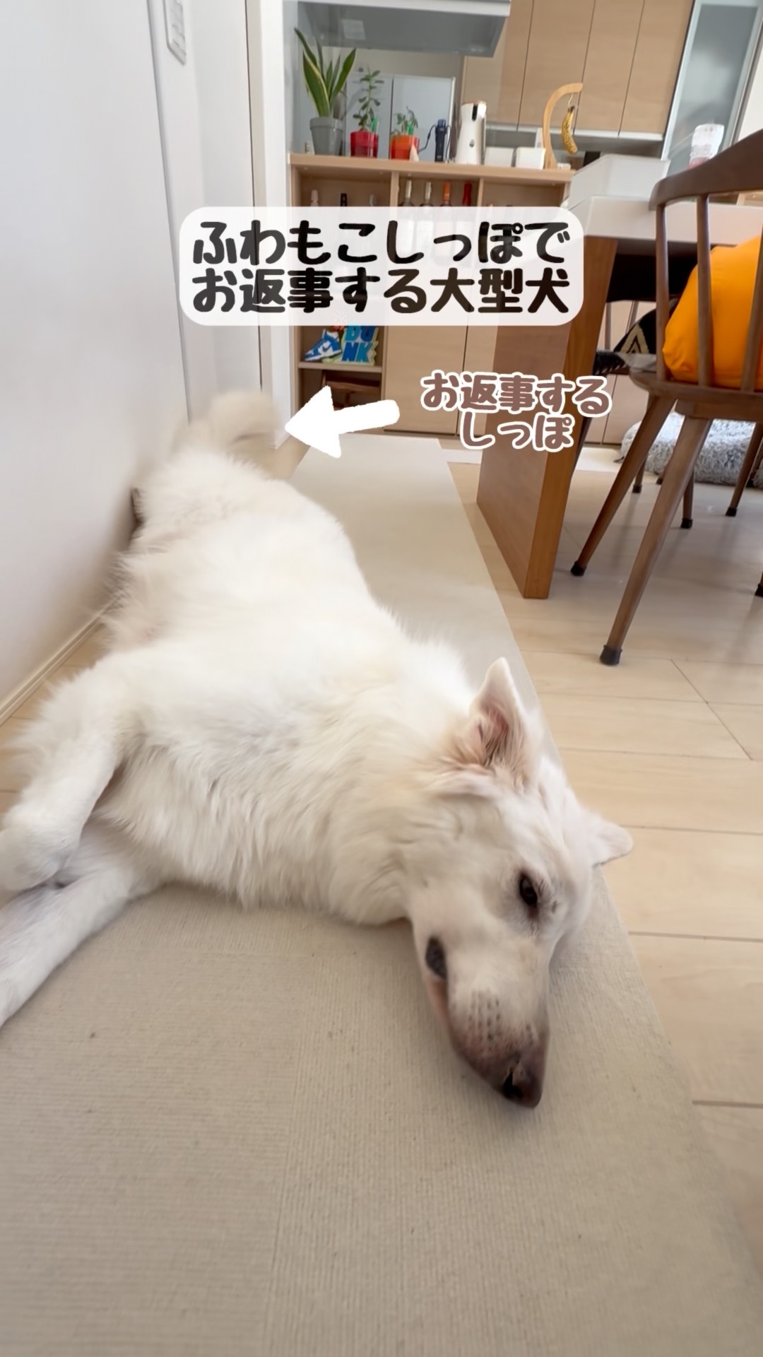 Large dog that answers with its tail [White Shepherd] #shorts