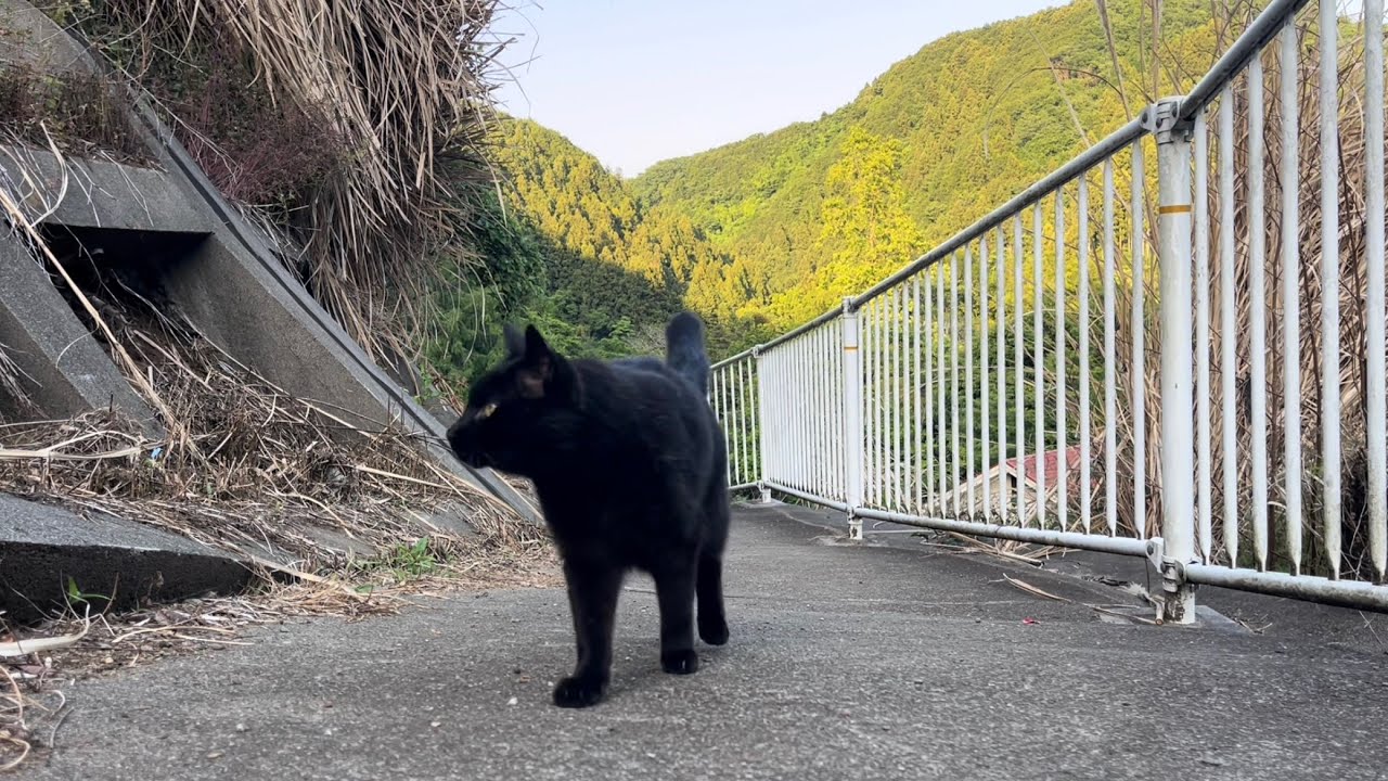 坂道で追いかけてくる黒ねこちゃん No.1192 2026年 5月 17