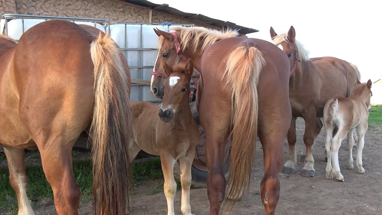 Caii lui Traian de la Cordau, Bihor - 2025 Nou!!!