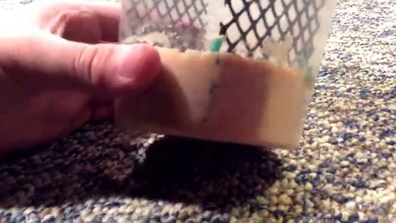 fish eat fish Rainbowmealworms Unboxing