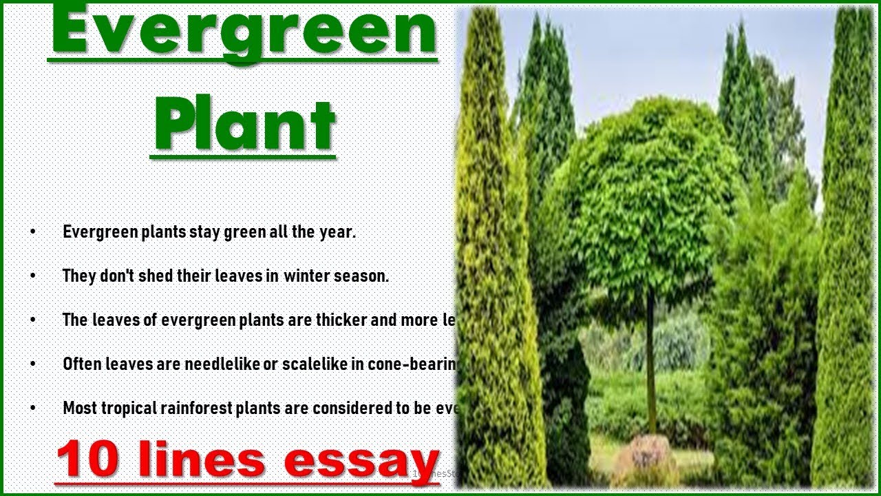 evergreen india essay for class 3
