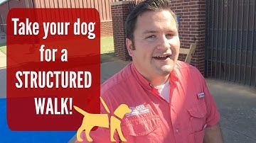 Walk your Dog!   With Structure! A solution to many dog problems.