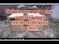 2 Часть  ОСМОТР ПЧЕЛОПАКЕТОВ ЧЕРЕЗ 20 ДНЕЙ ПОСЛЕ ПЕРЕСЕЛЕНИЯ В УЛЕЙ🔥🔥🔥