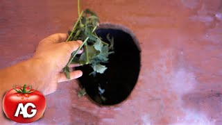 GOT RID OF THE UNPLEASANT SMELL IN THE OUTDOOR TOILET, JUST THREW THESE LEAVES INTO THE PIT