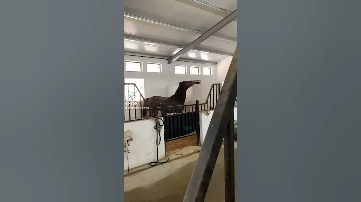 F**k you Tony Horse Edition