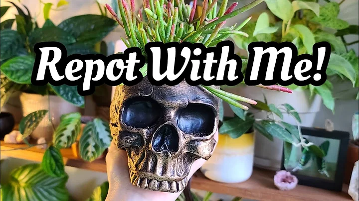 Repot Trailing Plants!!  the cutest plants & pots ...