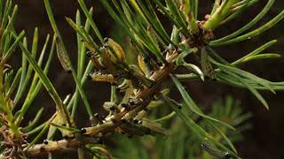Pine sawfly larvae in Glen Affric