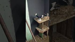 pigeon 🕊️ flying video #youtube #bird #pigeonlover #fancypigeon #ytshort #viralvideo #trending #2025