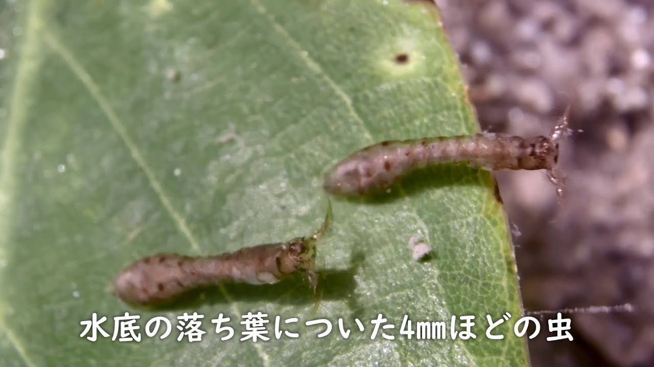 動画で見るふくおかの虫 続