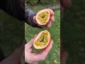 Passion Fruit GALEA de Réunion 🌴