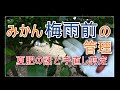 【夏肥】みかんの夏肥と手直し剪定【梅雨までにあげよう】