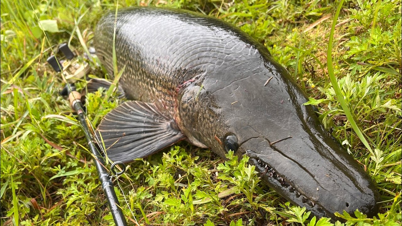 アリゲーターガーGET‼️125cm YouTube