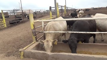 Bledsoe Cattle Company - Wray, CO