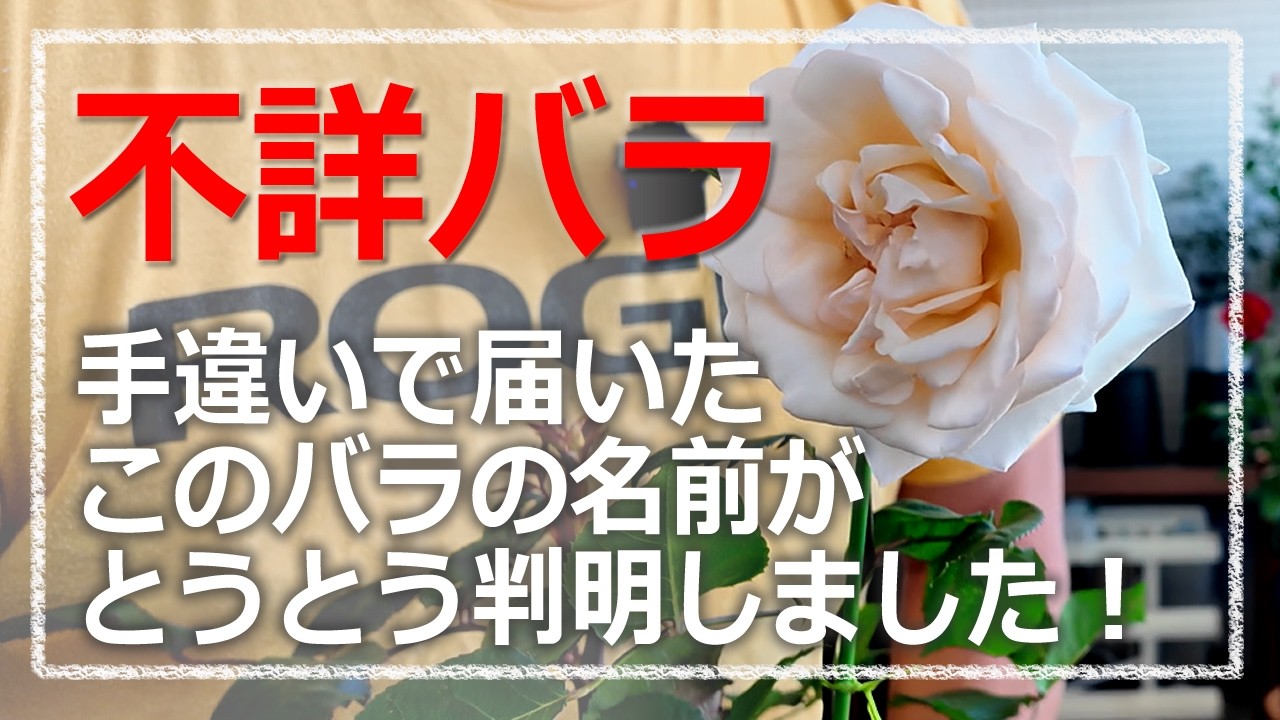 I received a rose by mistake from a garden shop—a so-called