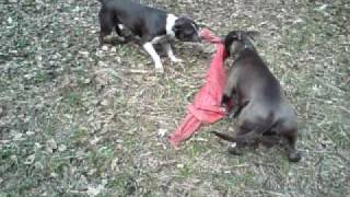 Zabawa Piesków Play Dogs Amstaff