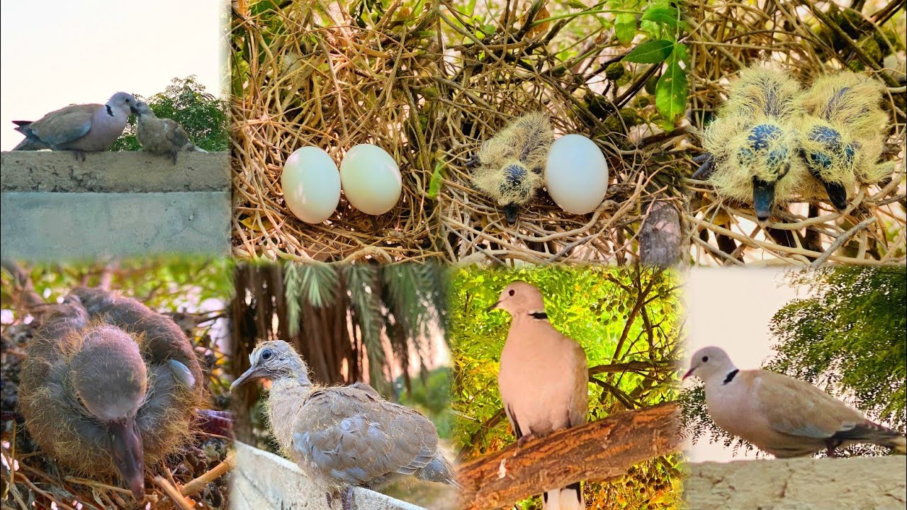 Baby Dove Growing up | From Hatching To Fledgling | How Dove Chick Grows | Complete Growth journey 