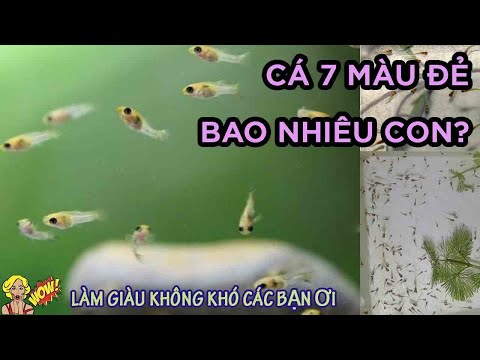 Cá Bảy Màu Đẻ Trứng Hay Đẻ Con - Guppy đẻ CON hay TRỨNG - cá 7 màu đẻ 1 lần bao nhiêu con?