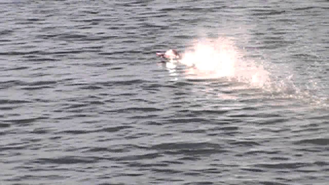 Running the Miss Vegas Deuce RC boat