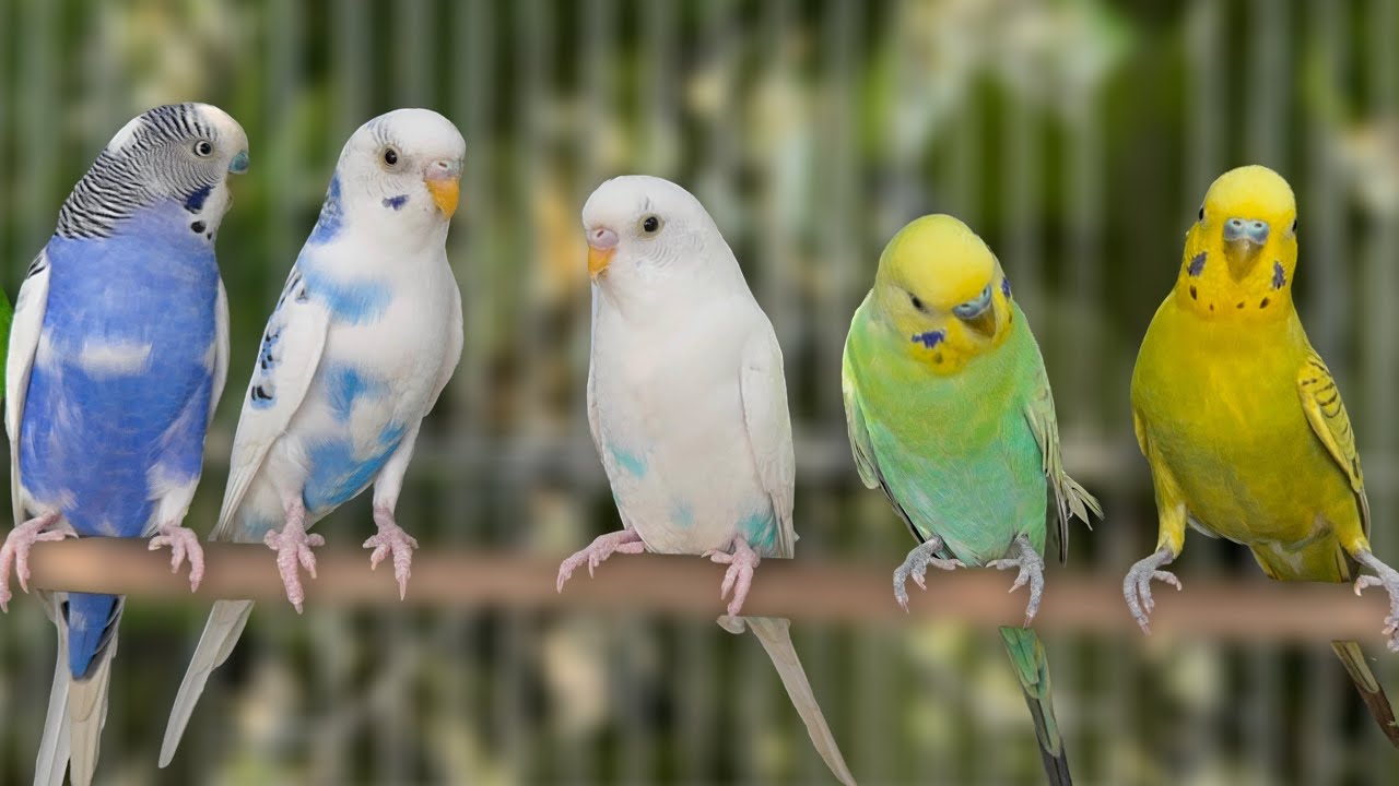 4 Hours of Happy Budgie Sounds • Parakeet Chirping for Joy & Calm