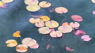 Dancing Lily Pads