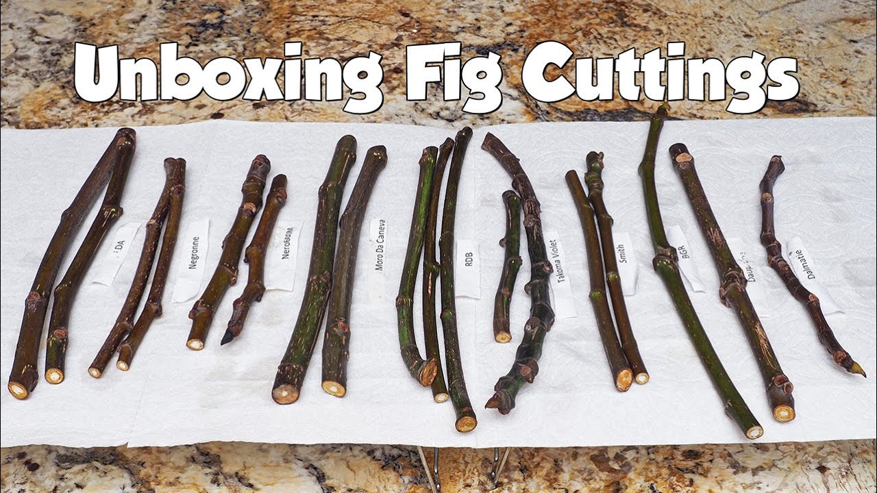 Fig Cutting Unboxing - YouTube