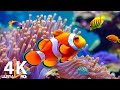 Vido daquarium 4k ultra  beaux poissons de rcif corallien  sommeil relaxant 45