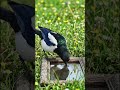 Eurasian Magpie #shortsvideos#facts #gkvideos#animals #birds#shortsviral #animalvideos #birds shorts