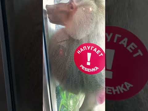 Плащеносый павиан