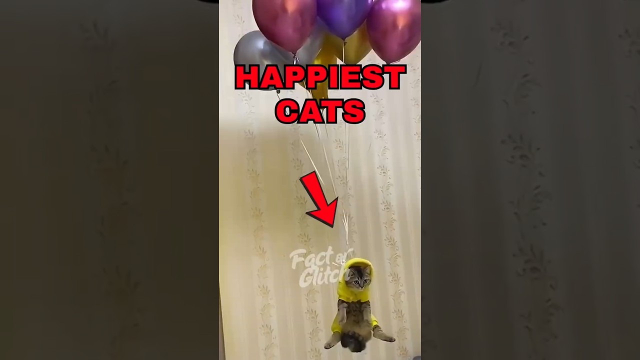 Топ-5 самых счастливых кошек, запечатленных на камеру 😸✨ #СчастливыеКошки #ВидеоСКошками #Забавны...