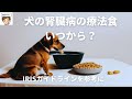 【獣医師がやさしく解説】犬の慢性腎臓病の療法食はいつからあげたほうがいい？〜IRISガイドラインを参考に〜