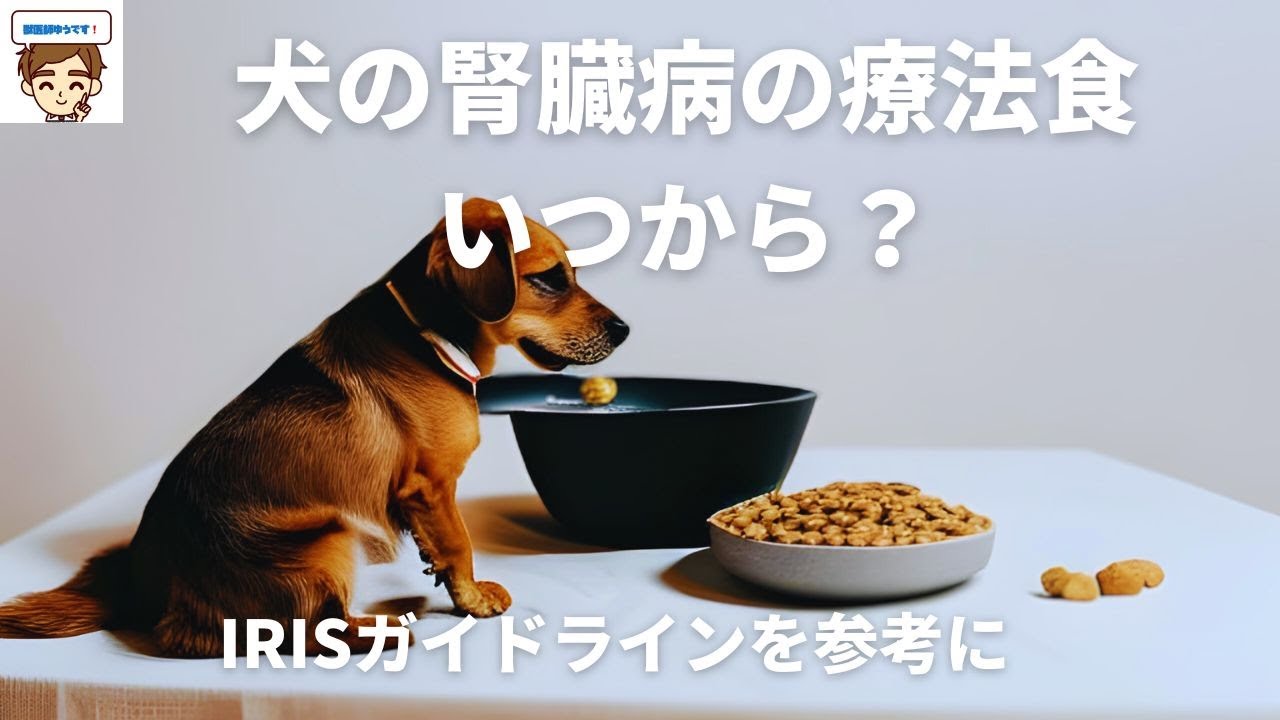 【獣医師がやさしく解説】犬の慢性腎臓病の療法食はいつからあげたほうがいい？〜IRISガイドラインを参考に〜