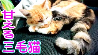 三毛猫の姫にまた椅子とられた！