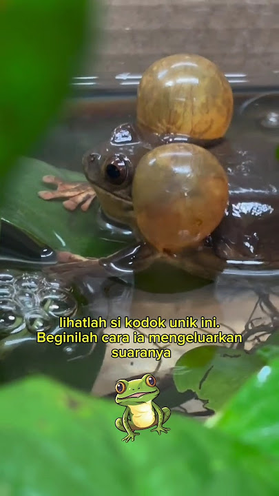 Kodok unik mengeluarkan suaranya😱😂😂#kodoklucu #animals #duniahewan #shortvideo