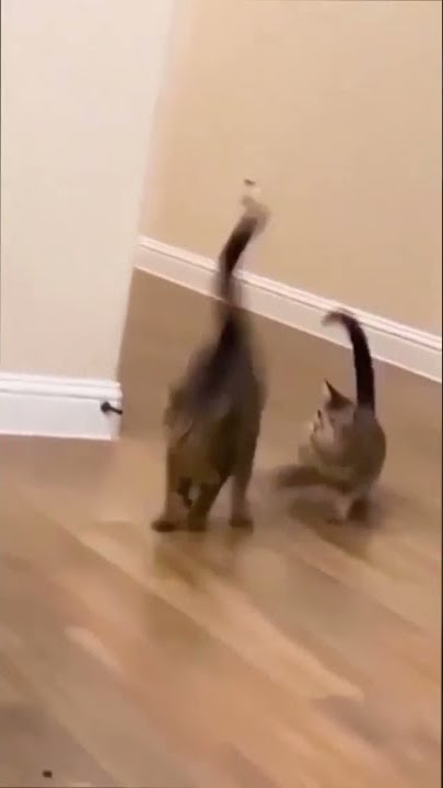 kucing takut ama timun