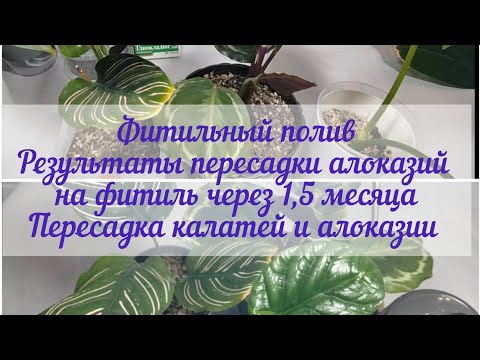 Фитильный полив. Результаты пересадки на фитиль алоказий спустя 1,5 месяца. Пересадка новых растений