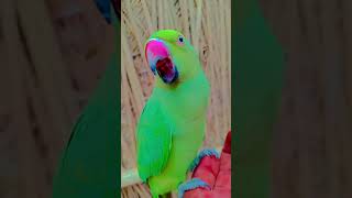 #parrot Parrot sound | Mithu mithu | Green ringneck parrot talking 🦜 #talkingparot #worldparrotday