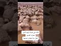 أمانه في رقبتك ليوم الدين تشارك الفيديو وتقول ربنا يعوض صحبها هل يوجد متبرع يشارك  معنا