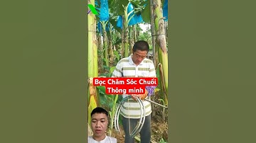 Mẹo Bọc Chăm Sóc Chuối Thông minh hiệu quả