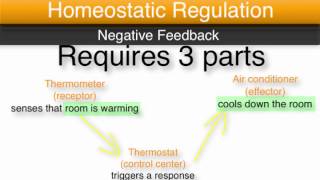 Chapter 1 Module 4 Homeostasis and Negative Feedback