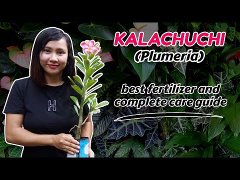 Video: Plumeria Care: Paano Palaguin ang Plumeria