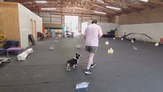 Theodore AKC Virtual Rally Novice 3 Course
