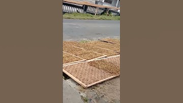 DESA TEGALREJO,KEC.NGADIREJO,TEMANGGUNG,UDAH PANEN TEMBAKAU