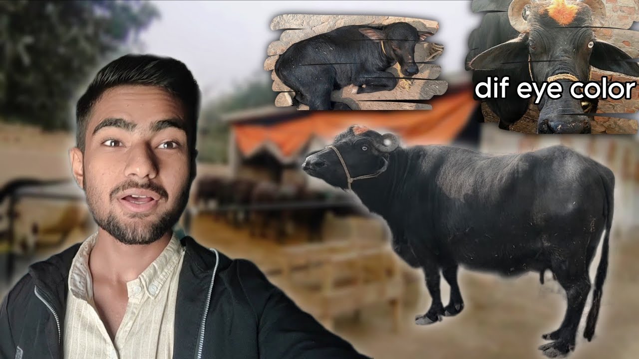 Farm pe Aik aur Bhens lay aye | MMR Farm | Rana Mudasir 