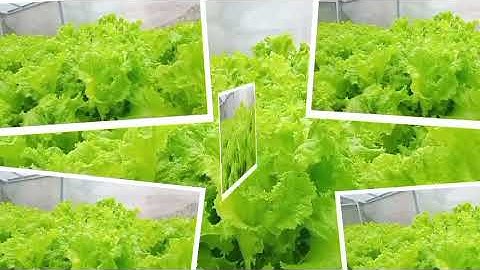 Tugas INFORMATIKA VLOG kelas IX A kelompok 2 