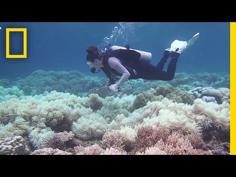 The Great Barrier Reef May Be Dying Faster Than We Thought | National Geographic