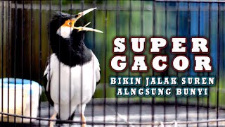 JALAK SUREN GACOR BONGKAR ISIAN UNTUK PANCINGAN #jalaksuren