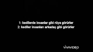 Kediler Ne Kadar Ilginç Hayvanlar Diğmi