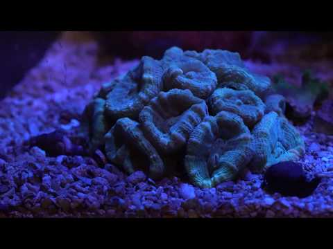 Fluval Evo 13.5 Work Nano Coral Reef Tank | Short Video | More to Come