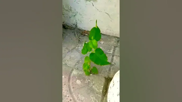 Mulberry Tree Growing on a Floor 💜😍 - DayDayNews