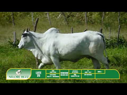 LOTE 25   EAOV 3493 - Nelore BEZZ